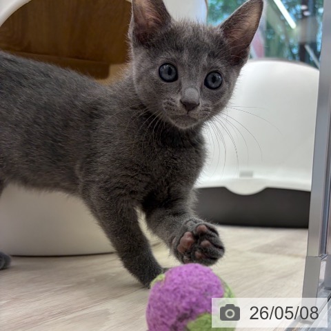 神奈川県のロシアンブルー (ペットプラス 武蔵小杉店/2026年2月26日生まれ/男の子/ブルー)の子猫の3枚目の画像