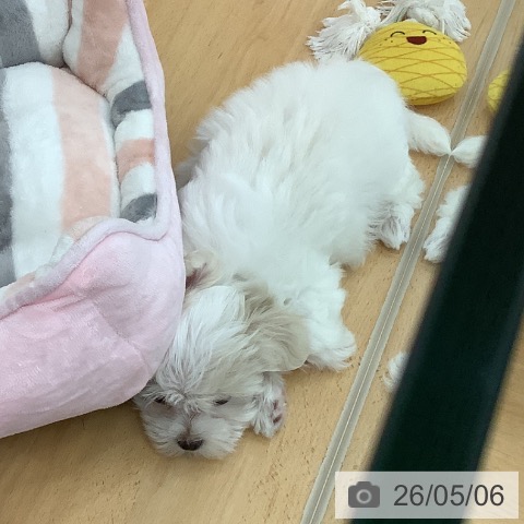 青森県のマルチーズ (ペットプラス 青森浜田店/2026年2月25日生まれ/女の子/ホワイト)の子犬の4枚目の画像
