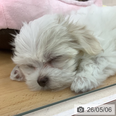 青森県のマルチーズ (ペットプラス 青森浜田店/2026年2月25日生まれ/女の子/ホワイト)の子犬の3枚目の画像