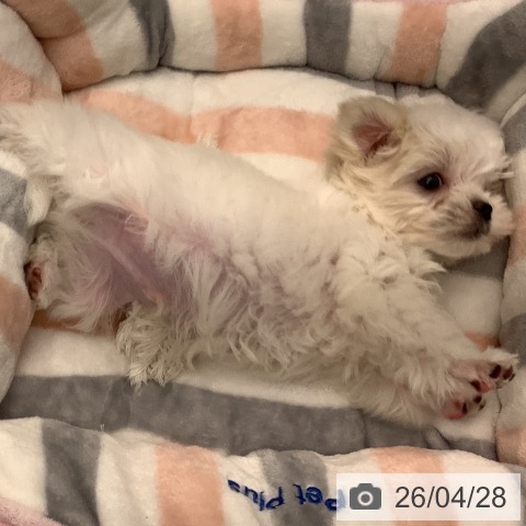 マルチーズの写真