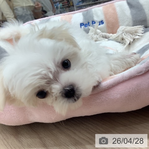 埼玉県のマルチーズ (ペットプラス 川口店/2026年2月25日生まれ/男の子/ホワイト)の子犬の3枚目の画像