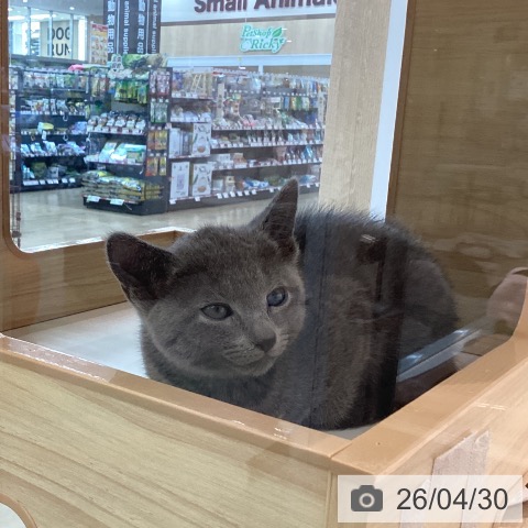 宮城県のロシアンブルー (ペットプラス 仙台泉大沢店/2026年2月26日生まれ/男の子/ブルー)の子猫の4枚目の画像