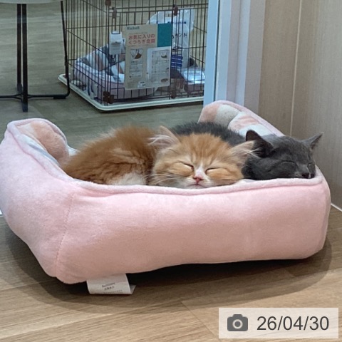 宮城県のロシアンブルー (ペットプラス 仙台泉大沢店/2026年2月26日生まれ/男の子/ブルー)の子猫の3枚目の画像