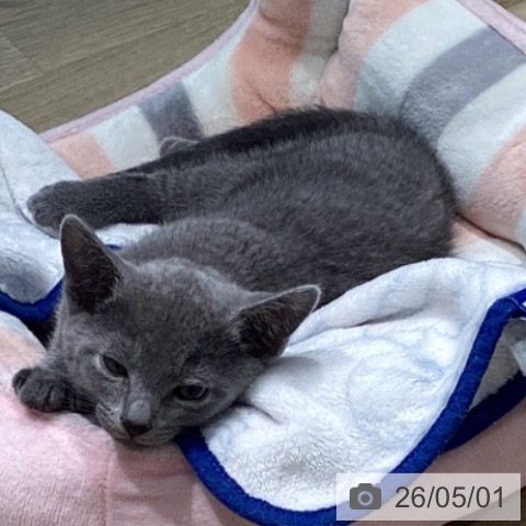 宮城県のロシアンブルー (ペットプラス 仙台泉大沢店/2026年2月26日生まれ/男の子/ブルー)の子猫の3枚目の画像