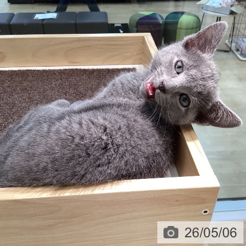 宮城県のロシアンブルー (ペットプラス 仙台上杉店/2026年2月26日生まれ/男の子/ブルー)の子猫の3枚目の画像