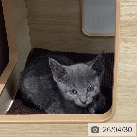 宮城県のロシアンブルー (ペットプラス 仙台上杉店/2026年2月26日生まれ/女の子/ブルー)の子猫の3枚目の画像