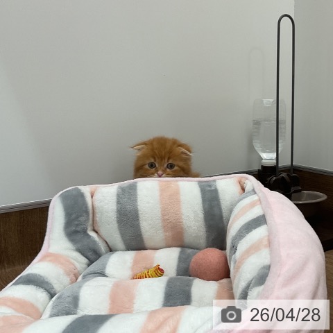 スコティッシュフォールドの写真