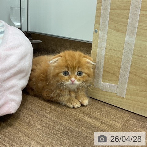 スコティッシュフォールドの写真