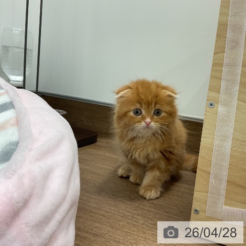 千葉県のスコティッシュフォールド (ペッツワン 千葉ニュータウン店/2026年2月26日生まれ/男の子/レッドタビー)の子猫の3枚目の画像