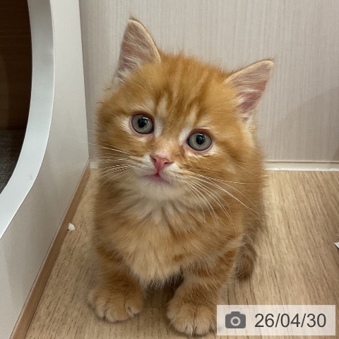 神奈川県のマンチカン (ペットプラス モザイクモール港北店/2026年2月26日生まれ/男の子/レッドタビー)の子猫の4枚目の画像