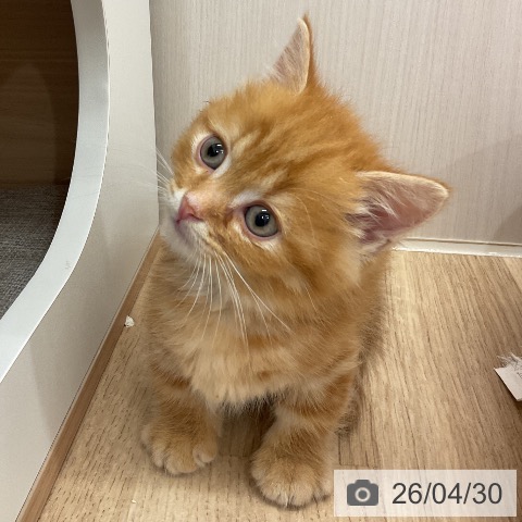 神奈川県のマンチカン (ペットプラス モザイクモール港北店/2026年2月26日生まれ/男の子/レッドタビー)の子猫の3枚目の画像