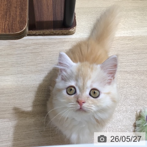 ミヌエットの写真