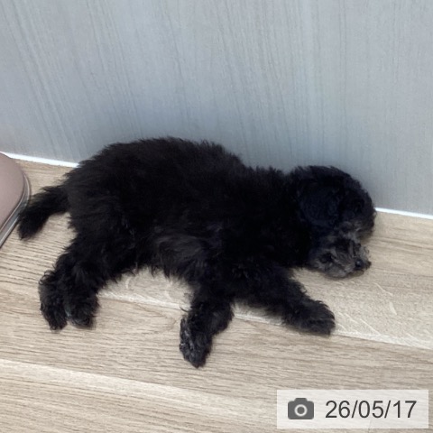 宮城県のトイプードル(トイ) (ペットプラス 仙台泉大沢店/2026年2月27日生まれ/男の子/グレー)の子犬の3枚目の画像
