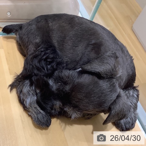 ミニチュア・シュナウザーの写真