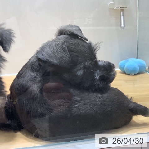 ミニチュア・シュナウザーの写真