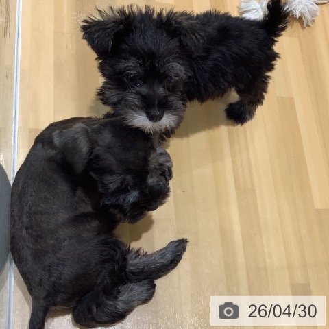 ミニチュア・シュナウザーの写真