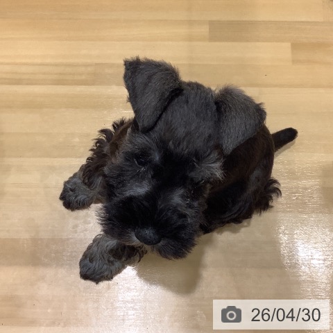 ミニチュア・シュナウザーの写真