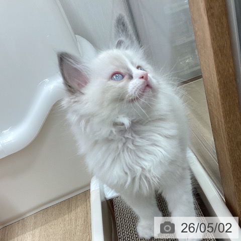 ラグドールの写真