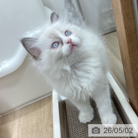 ラグドールの写真