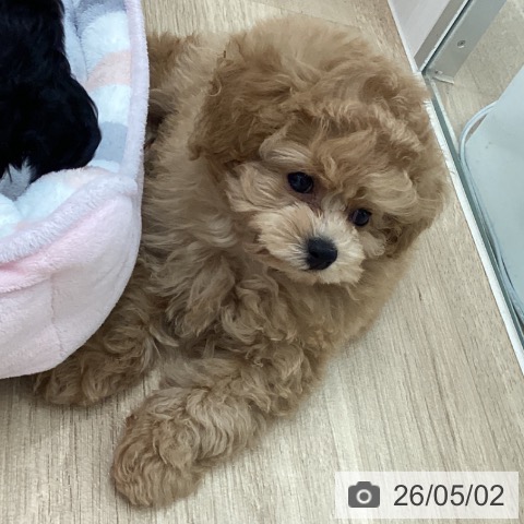 宮城県のトイプードル(トイ) (ペットプラス 仙台上杉店/2026年2月25日生まれ/男の子/アプリコット)の子犬の4枚目の画像