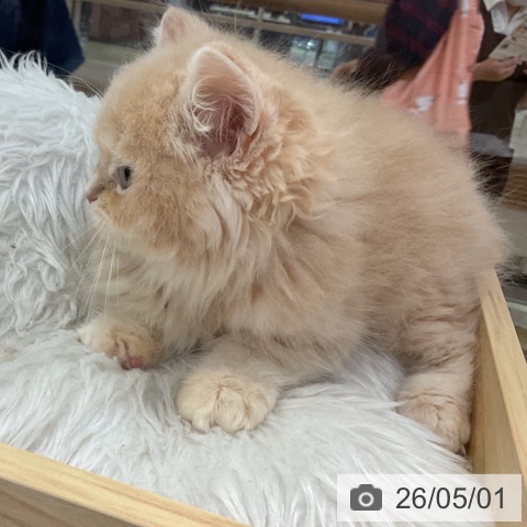 福岡県のスコティッシュフォールド (ペットプラス 小倉南店/2026年2月22日生まれ/男の子/クリームタビー)の子猫の4枚目の画像