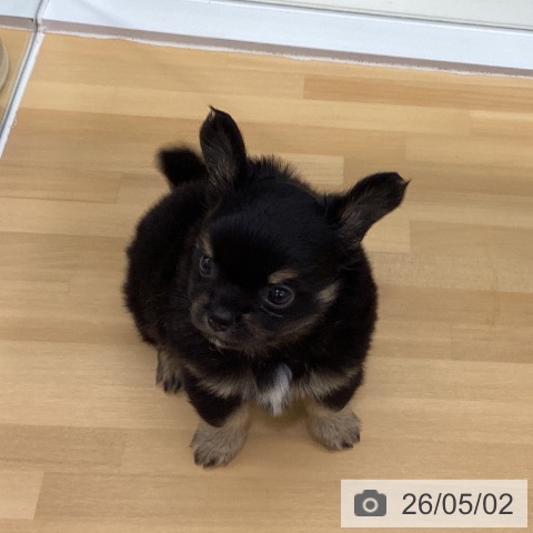 長野県のチワワ(ロング) (ペットプラス 松本店/2026年2月22日生まれ/男の子/ブラックタン)の子犬の3枚目の画像