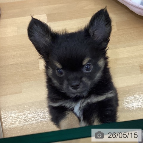 長野県のチワワ(ロング) (ペットプラス 松本店/2026年2月22日生まれ/男の子/ブラックタン)の子犬の3枚目の画像