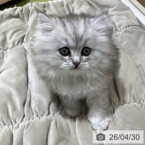 ペルシャの写真