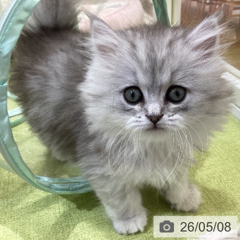 埼玉県のペルシャ (ペットプラス 羽生店/2026年2月26日生まれ/女の子/チンチラシルバー)の子猫の4枚目の画像