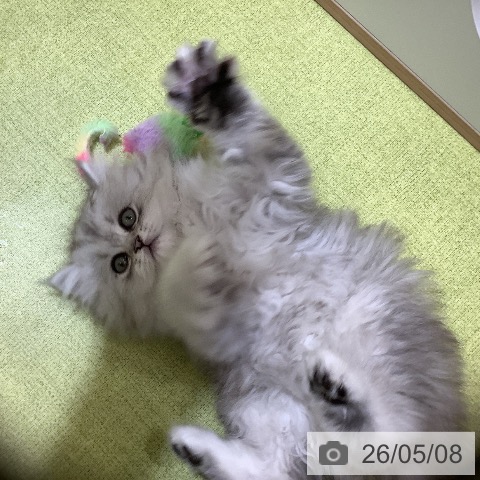 埼玉県のペルシャ (ペットプラス 羽生店/2026年2月26日生まれ/女の子/チンチラシルバー)の子猫の3枚目の画像