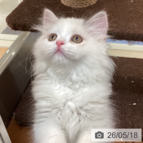 スコティッシュフォールドの写真
