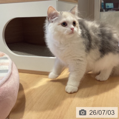 スコティッシュフォールドの写真
