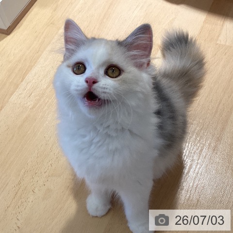 スコティッシュフォールドの写真