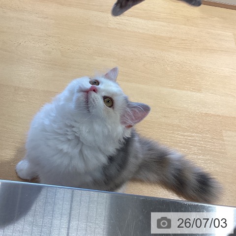 スコティッシュフォールドの写真
