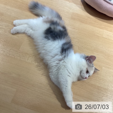 スコティッシュフォールドの写真