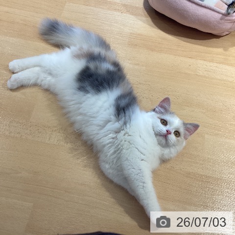 スコティッシュフォールドの写真