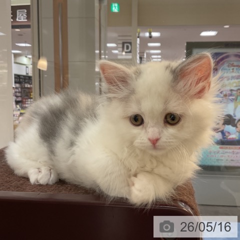 福岡県のスコティッシュフォールド (ペットプラス 福岡伊都店/2026年2月23日生まれ/女の子/ダイリュートキャリコ)の子猫の3枚目の画像