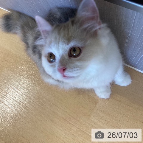 鹿児島県のスコティッシュフォールド (ペットプラス 姶良店/2026年2月23日生まれ/女の子/ダイリュートキャリコ)の子猫の4枚目の画像