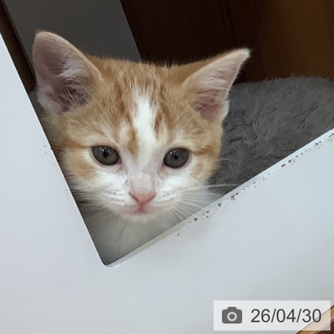 スコティッシュフォールドの写真