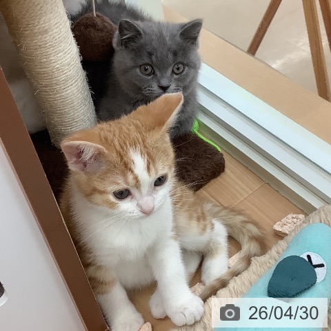 スコティッシュフォールドの写真