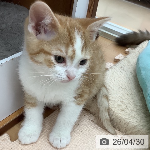 スコティッシュフォールドの写真