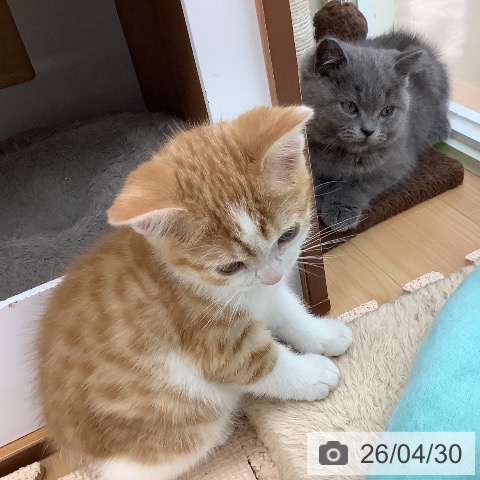 スコティッシュフォールドの写真