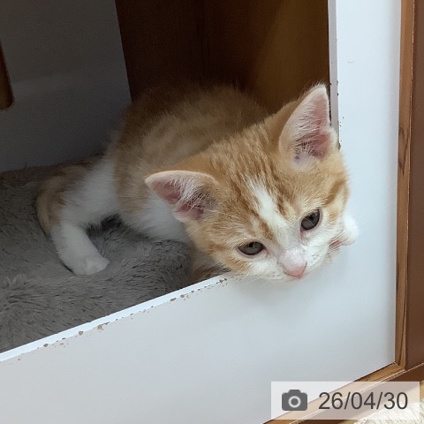 スコティッシュフォールドの写真