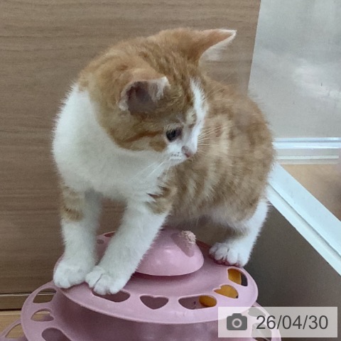 スコティッシュフォールドの写真