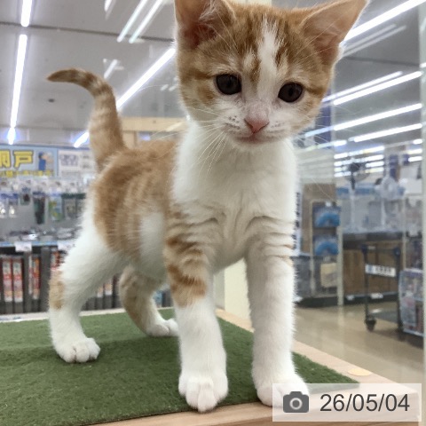 青森県のスコティッシュフォールド (ペットプラス 青森浜田店/2026年2月27日生まれ/女の子/レッドタビーホワイト)の子猫の4枚目の画像