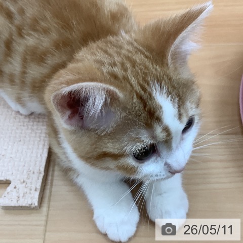 青森県のスコティッシュフォールド (ペットプラス 青森浜田店/2026年2月27日生まれ/女の子/レッドタビーホワイト)の子猫の4枚目の画像