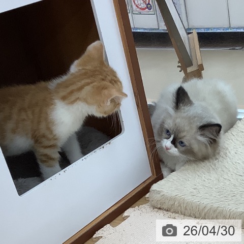 スコティッシュフォールドの写真