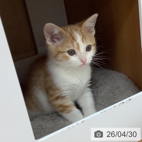 スコティッシュフォールドの写真