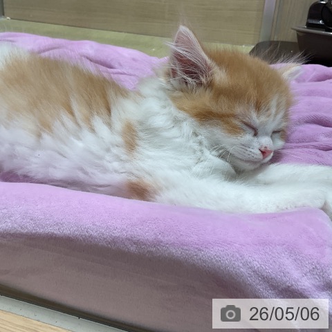 福島県のスコティッシュフォールド (ペットプラス 福島店/2026年2月27日生まれ/男の子/レッドタビーホワイト)の子猫の4枚目の画像
