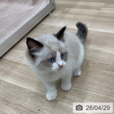 ラグドールの写真